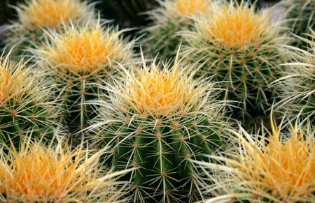 Desert Daffodils