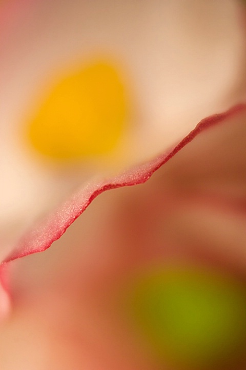 Line, Shape, Color (Red & White Begonia)
