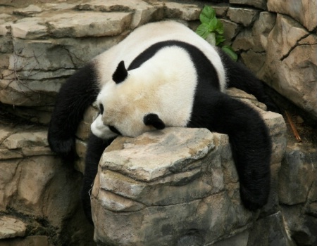 Mei Xiang Naps, National Zoo