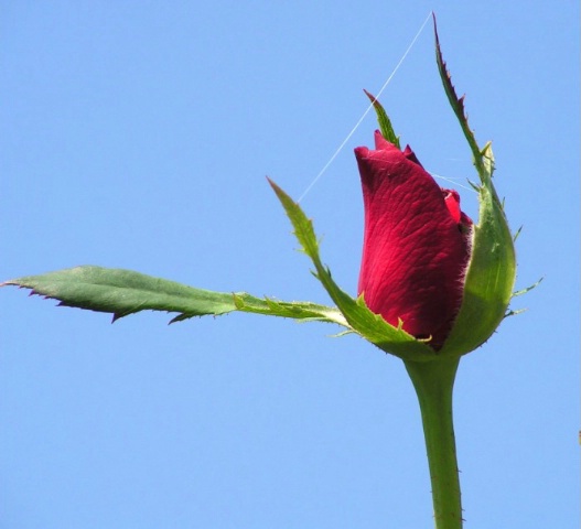 Rose Bud and Partial Web