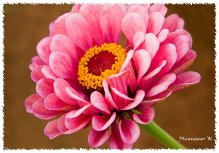 Pink Zinnia