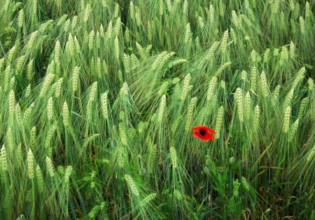 Red Poppy