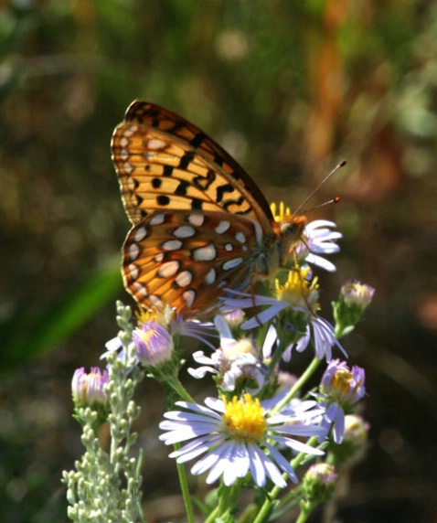 Wyoming Butterfly 