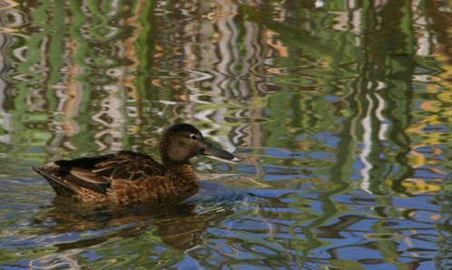 Duck (Female Teal?) at Elk Range Pond   - ID: 2494505 © Donald E. Chamberlain
