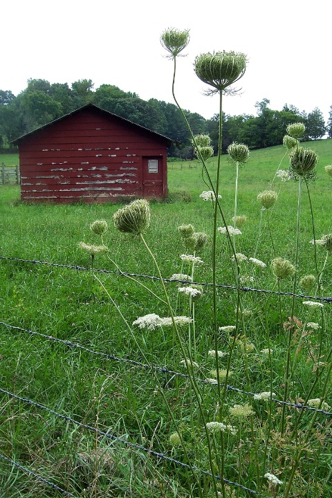 red barn and wildflowers......