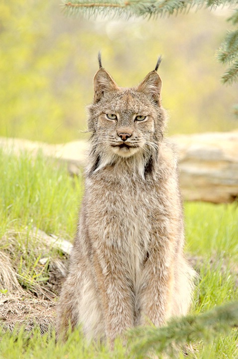 Canadian Lynx (Lynx canadensis)