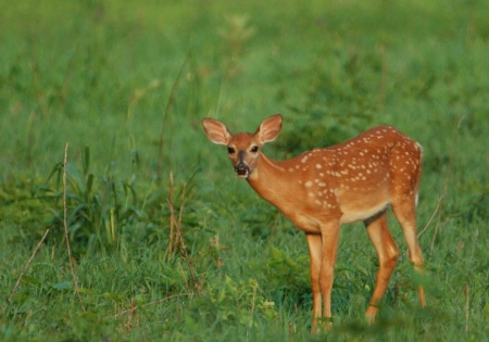 Young Deer in Sharon Woods