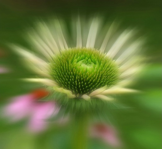 Coneflower