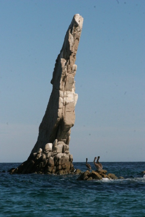 Pelicans in Cabo