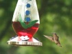 Fly Little Birdie