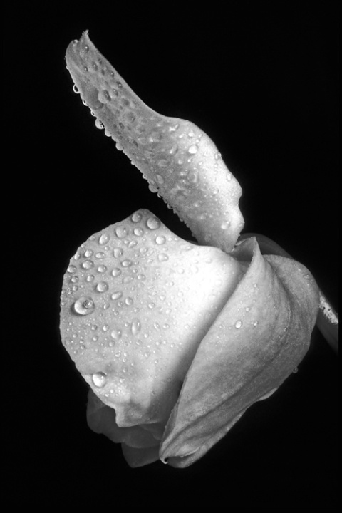 Weeping Petals