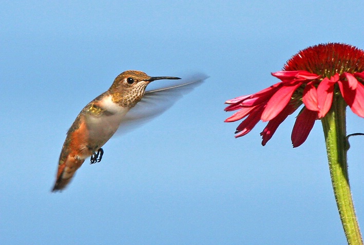 Rufous Hummingbird #5