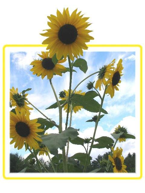 Runaway Sunflower