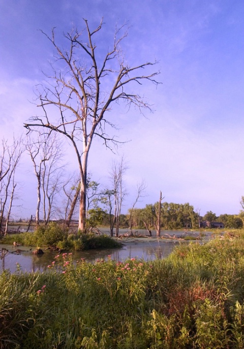 Rock Creek Marshland