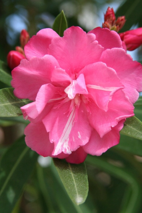Pink Cayman Beauty