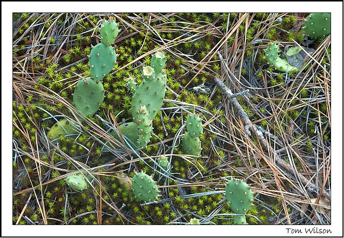 Prickly Pear Cactus and Hairy Cap Moss