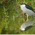 2Black-Crowned Night Heron - ID: 2505966 © John Tubbs