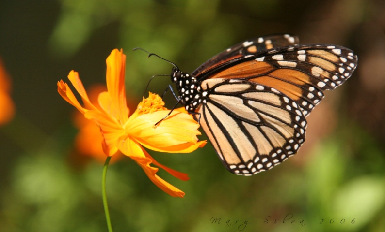 Orange you glad there are butterflies?