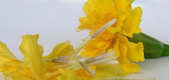 Petals of a Marigold