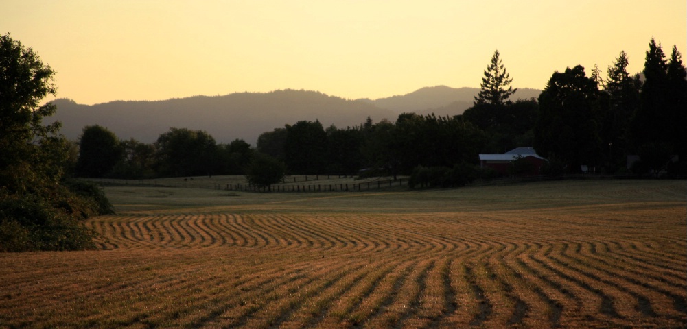 Field at the Sweet Light
