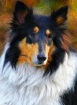 Collie in Color P...