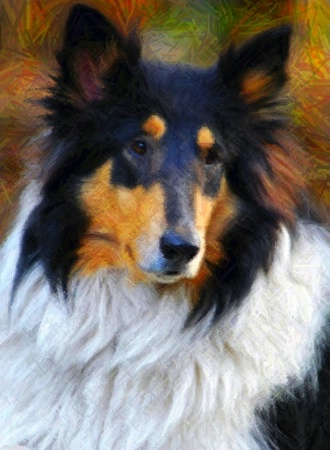 Collie in Color Pencil