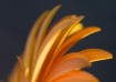 Feathers
