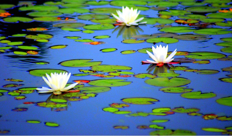 A trio on the water - ID: 2511395 © paul parent