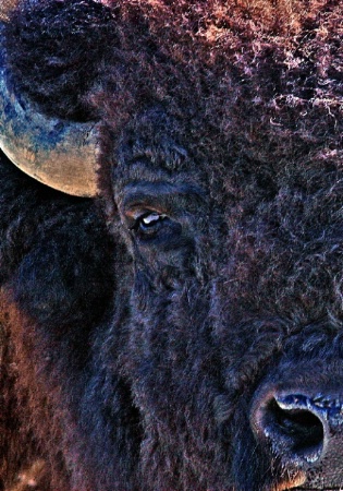 Curly the Bison
