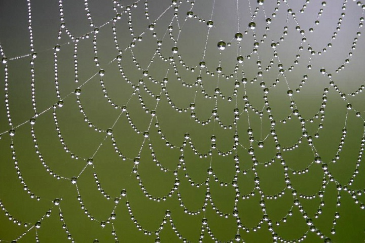 Web In The Mist