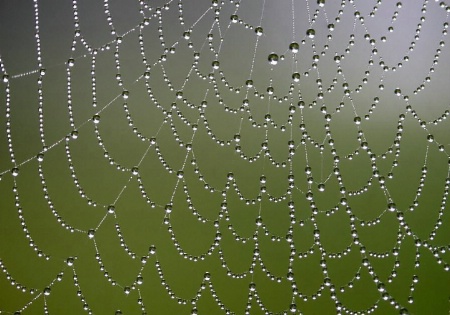 Web In The Mist