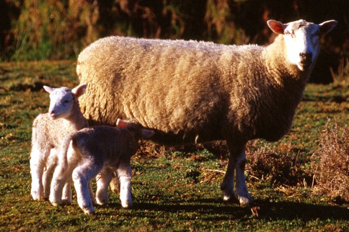Ewe and her lambs