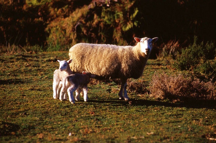 Ewe and her lambs New Zealand