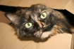Cleo in a Box