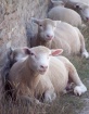 Sheep Line