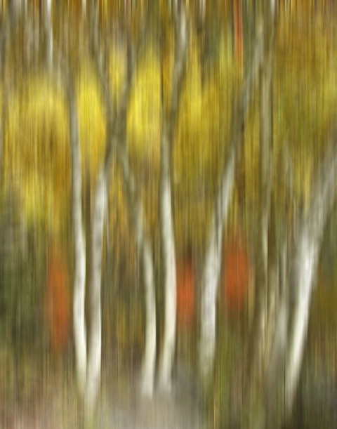 Fall Aspens