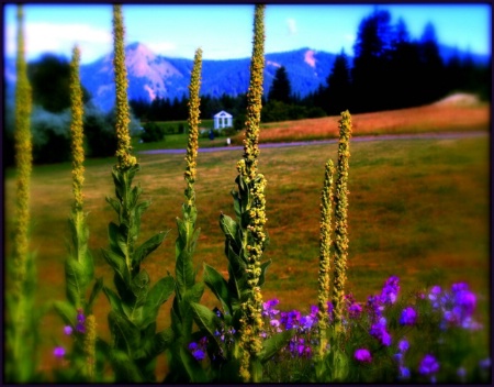 Oregon Beauty
