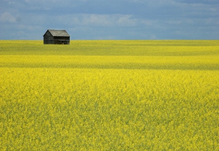 Barn in Canola