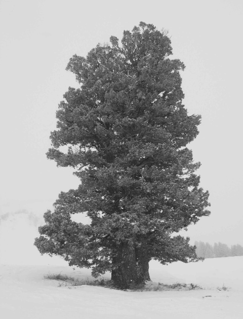 Graphic Design: Tree in heavy snow storm Snowbasin