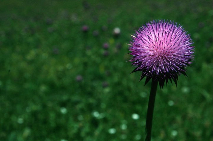 Paonia Thistle