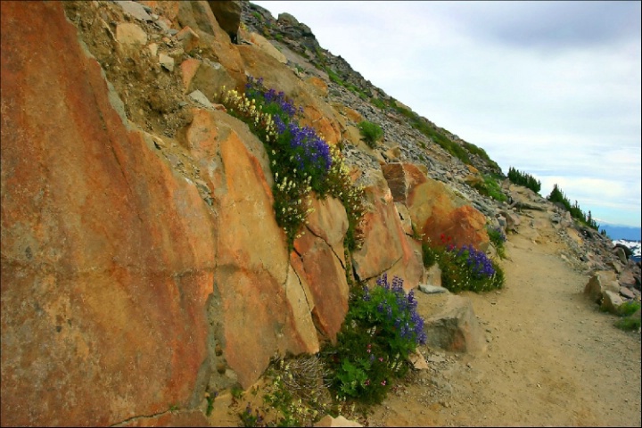 Rock and flowers