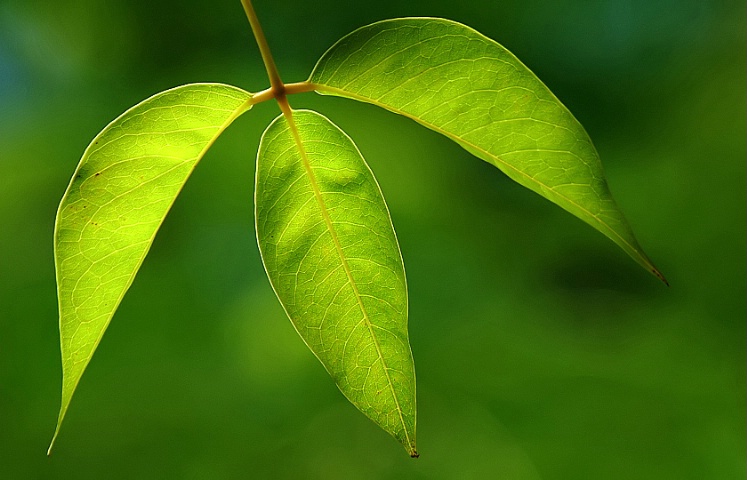 Sun-Kissed Leaves