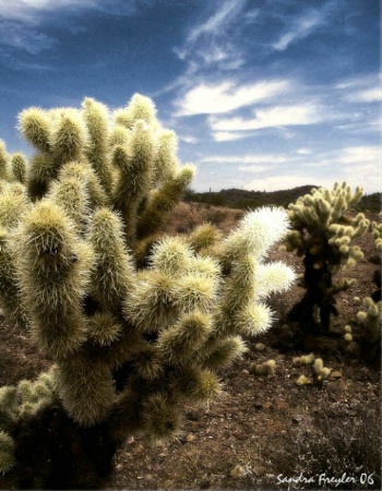 TeddyBear Cholla