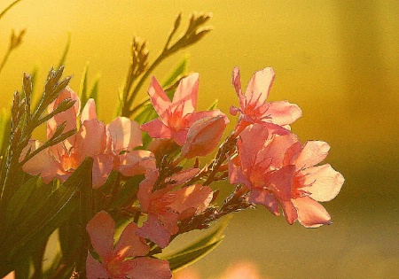 sunise oleanders