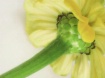 Delicate Yellow