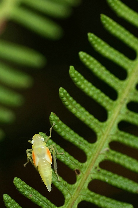 Pattern of Growing