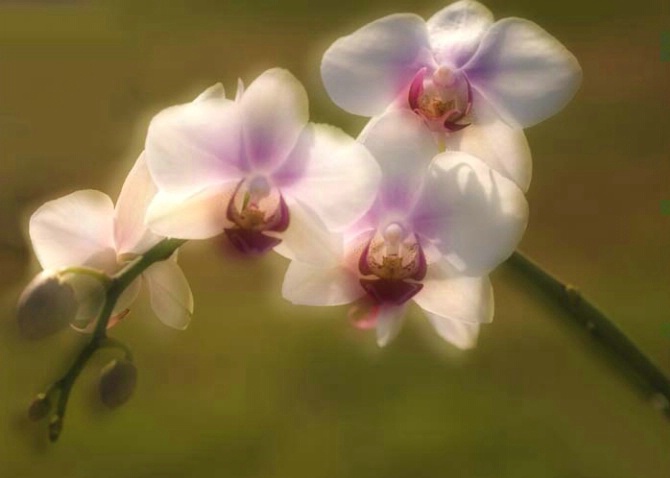 Orchid - ID: 2526063 © Sandra Hardt