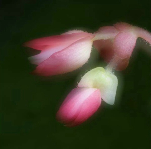 Glowing Begonia - ID: 2526407 © Sandra Hardt