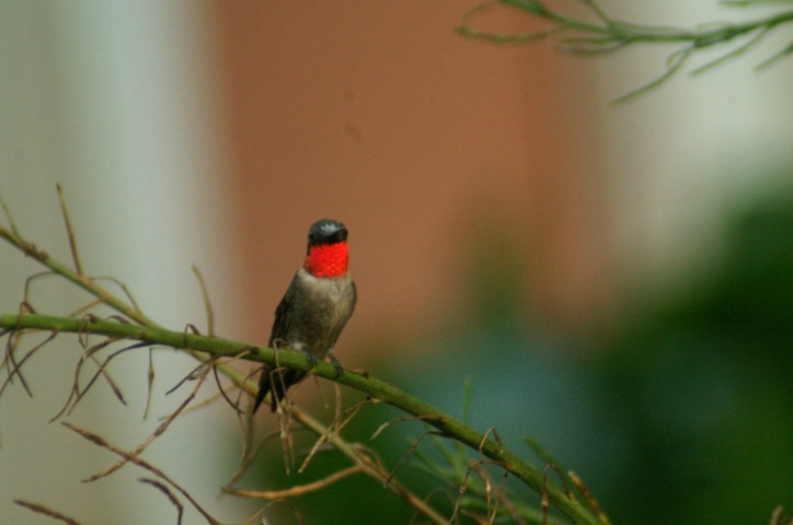 Red Neck Hummingbird..