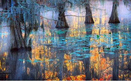 Caddo Lake Mystique